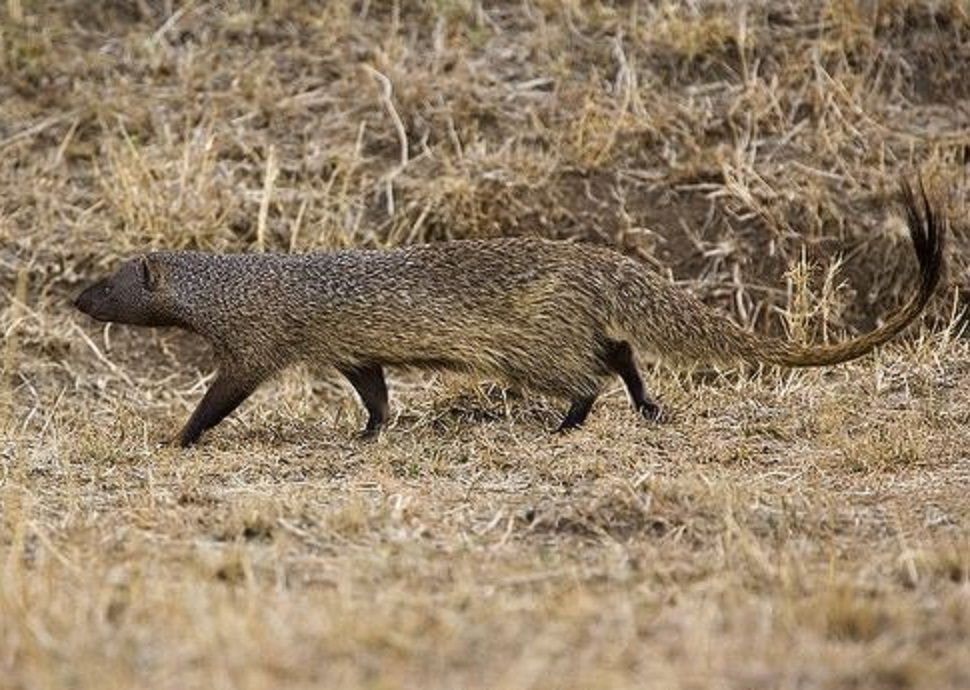 Egyptian Mongoose in Tanzania